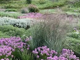 Image result for Sporobolus molleri