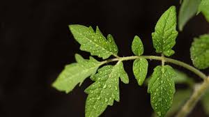 Tomato disease identification key by affected plant part: Ifpkxxko1poitm