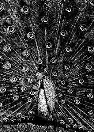 This is a list of recordings by the japanese noise musician masami akita under the name merzbow, and other aliases. Merzbow Merzphysics 2012 Cd Discogs