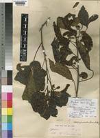 Image result for Allophylus pseudopaniculatus