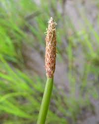 Image result for Eleocharis brainii