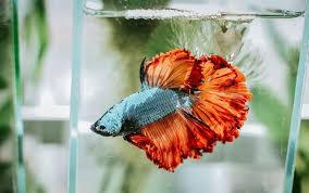 Ikan ini mempunyai bentuk dan karakter yang unik dan cenderung agresif dalam mempertahankan. Aneka Jenis Ikan Cupang Lengkap Dengan Harganya Blog Unik