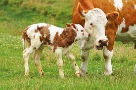 You Ll Never Guess Which Country Has The Most Cows The Motley Fool