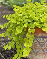 Image result for Lysimachia