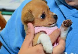 Maybe you would like to learn more about one of these? 10 Items To Donate To Animal Shelters Earth911