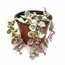 Image result for Ceropegia circinata