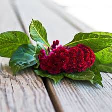 Image result for Celosia brevispicata