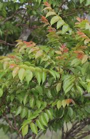 Image result for Lannea humilis