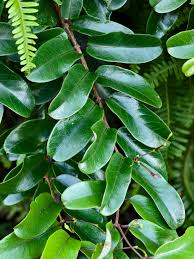 Image result for Cryptolepis cryptolepioides