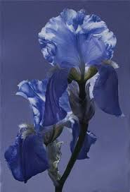 Ma Zai Huan Chinese Contemporary Iris Flowers Blue Flowers Love Flowers