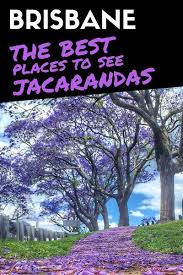 Where To See Jacaranda Trees In Brisbane The Best Places Revealed Australia Places To Visit Jacaranda Tree Australia Destinations
