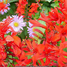 Birthday flowers, new baby flowers, anniversary flowers Summer Flowers Get Ready With Summer Flowering Bulbs Rattan Direct
