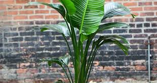 Travelers Palm Bird Of Paradise Travelers Palm Bird Of Paradise Big Leaf Indoor Plant Big Leaf Plants Birds Of Paradise Plant
