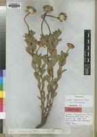 Image result for Gnidia kraussiana