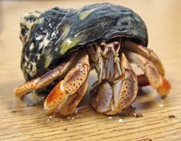 They can and will pinch you when you pick them up, so be prepared for it. How To Care For Hermit Crabs Hermit Crab Crab Hermit Crab Habitat