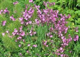 Image result for Silene abyssinica
