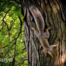About us careers contact us. Photos At Catseye Pest Control Albany Ny Moving Target In Castleton On Hudson