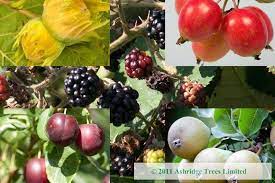The fruits secrete a sticky white latex when cut. Edible Hedging Plant Packs For Sale Uk Grown Ashridge Nurseries