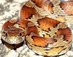 Corn Snake Red Rat Snake Nice Colors Not Dangerous Corn Snake Rat Snake Snake