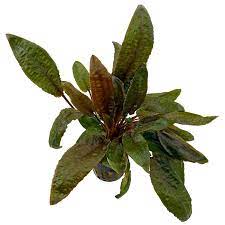Cryptocoryne wendtii 'brown' description cryptocoryne wendtii 'brown' is one of the most popular of over 60 known varieties of cryptocoryne species. Cryptocoryne Wendtii Tropica Pot Aquasabi Aquascaping Shop