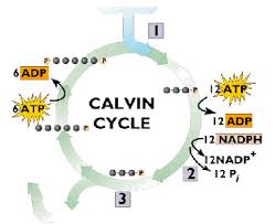 What part(s) of the plant are responsible for taking in each of the inputs? General Photosynthesis