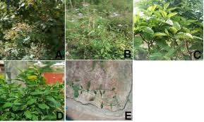 Image result for Vernonia adoensis