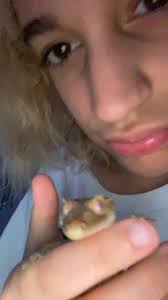 Anyone know anywhere i can order a crested gecko online in uk pls for  delivery