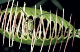 Animals Eating Animals Venus Fly Traps Eating Animals Carnivorous Plants Insect Eating Plants Bug Eating Plants