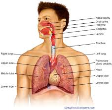 Continuing education (ceu) course for healthcare professionals. Chronic Obstructive Pulmonary Disorder Copd Case Study Nursing Crib