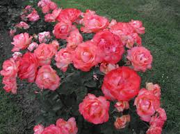 Mi è stato chiesto da una futura sposa se ci fossero peonie a settembre poiché è il suo fiore. Piante Da Esterno Daveli