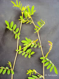 Image result for Indigofera hendecaphylla