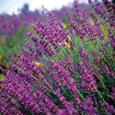 How to collect flower seeds. 100 Seeds Bag Lavender Seeds Seeds Lavender Beautiful Flower Seeds Very Fragrant Lavender Plant For Home Garden Planting Patio Lawn Garden Flowers