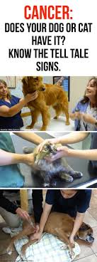 Canines are the ones usually credited with cancer detection in humans. Community Post Every Child Needs A Pet Dog Cat Pet Health Dogs