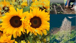 Aug 03, 2018 · although most potted sunflowers are dwarf varieties, growing to less than 4 feet, mammoth varieties can also be grown in containers; How To Grow Sunflowers Sow Plant And Care A Guide With Images