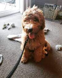 Dad is a smart white akc standard poodle. Top 6 Labradoodle Breeders In California 2021 We Love Doodles