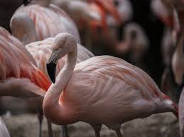 Fond animal Flamingo Photo stock libre