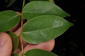 Image result for Rourea