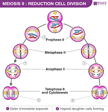 Are special vesicles in animal cells that contain enzymes. Meiosis Ii Stages And Significance Of Meiosis Ii Cell Division