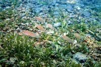 Image result for Limnophyton angolense