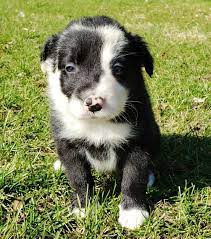 Frenchie Border Collie Puppy 619742 Puppyspot