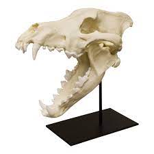 Dire Wolf Skull
