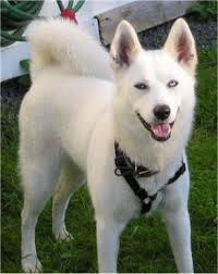 The breed belongs to the spitz genetic family. Siberian Husky Dog Breed Information And Pictures