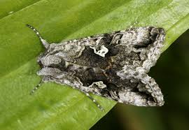 Image result for Syngrapha interrogationis