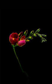 We did not find results for: Flamboyant Flowers