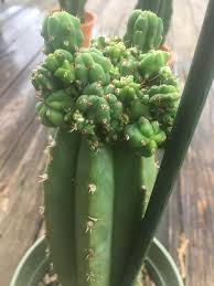 They do this in special organs called lymphoid tissue in order to choose the right soldiers for the job. Witches Broom On My Pc What Do I Do Sanpedrocactus
