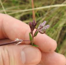 Image result for Cleome monophylla