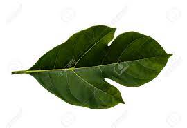 The jackfruit tree (artocarpus heterophyllus) produces the largest known edible fruit in the world. Jackfruit Leaf Isolated On White Stock Photo Picture And Royalty Free Image Image 36661640