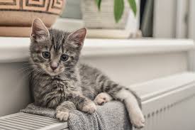 But, being a cat, there are other reasons for your kitten to sleep so much: 10 Things You Must Do Before Getting A Kitten Petbarn