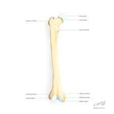 Image result for Femur Bone