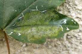 Image result for Altenia scriptella